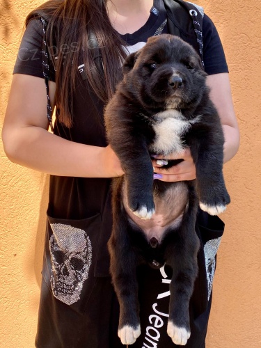 St�edoasijsk� pasteveck� pes �t��ata