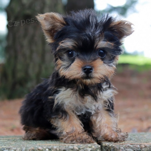 Jork��rsk� teri�r �t��ata na prodej.