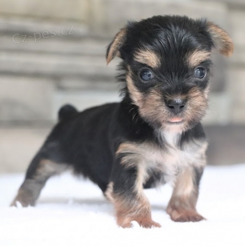 Jork��rsk� teri�r �t��ata na prodej.