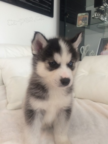 Rozko�n� sibi�sk� husky