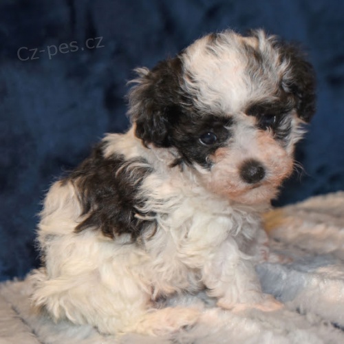 �t��ata trpasli��ch pudl� na prodej.