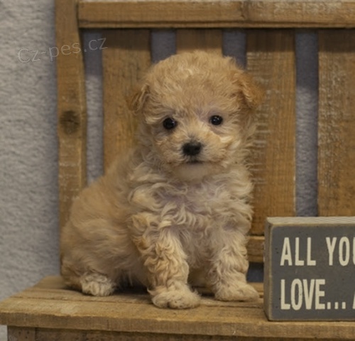 na prodej �t��ata trpasli��ch pudl�.