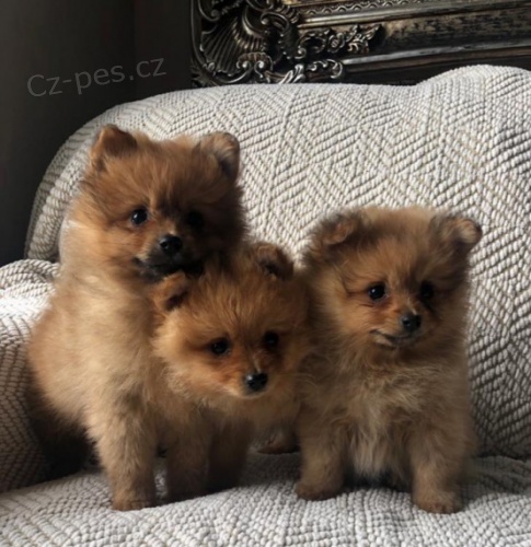 Pomeranian �t��ata na prodej.