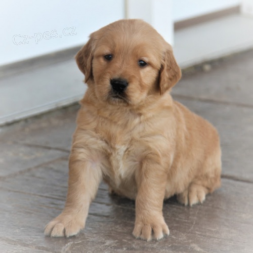 od�erven� a o�kovan� �t��ata zlat�ho retr�vra na prodej.