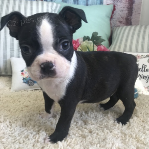 '' Bostonsk� teri�r ''