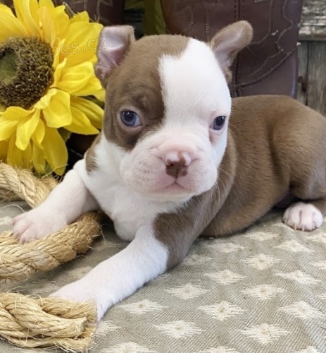 hn�d� a b�l� od�erven� a o�kovan� bostonsk� teri�ry