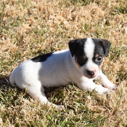 jack russell �t��ata (v�echna o�kovan�)