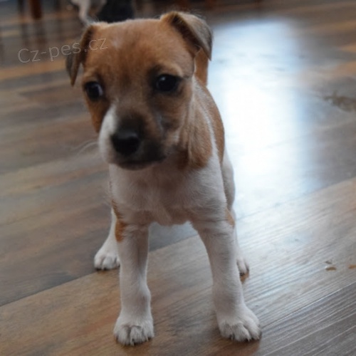 jack russell �t��ata (v�echna o�kovan�)
