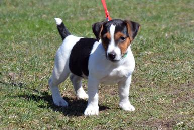 �t��ata Jack Russell bez PP