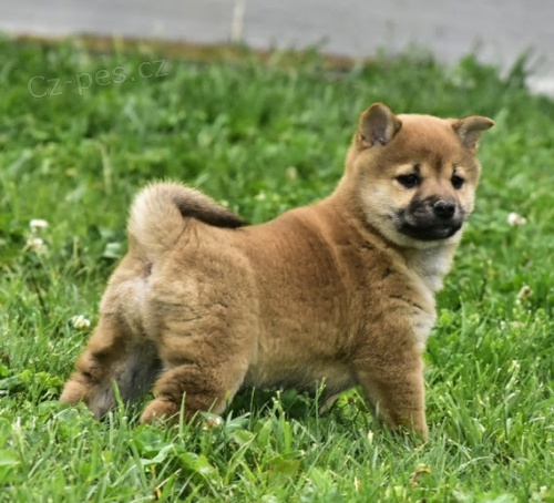 od�erven� a o�kovan� �t��ata SHIBA INU