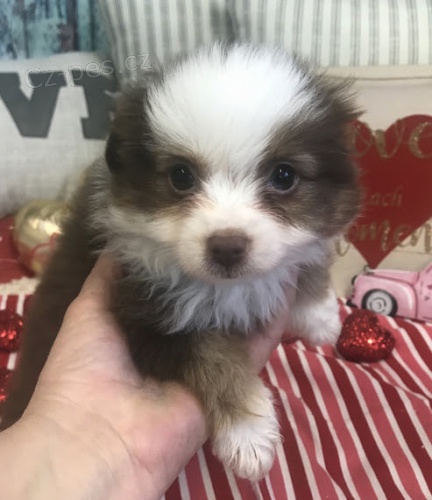 od�erven� a o�kovan� �t��ata australsk�ho ov��ka na prodej.