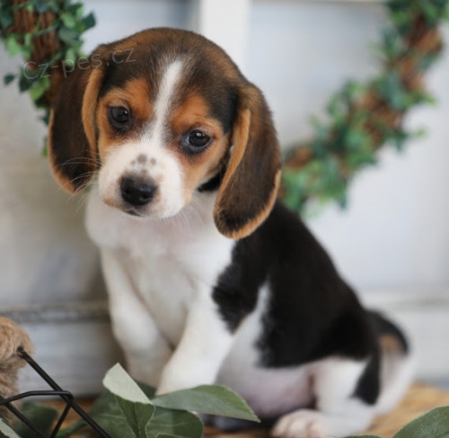 o�kovan� �t��ata b�gl� trikol�ra