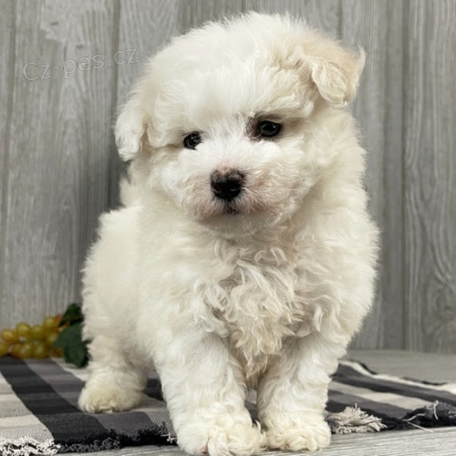 �t��ata bichon frize.