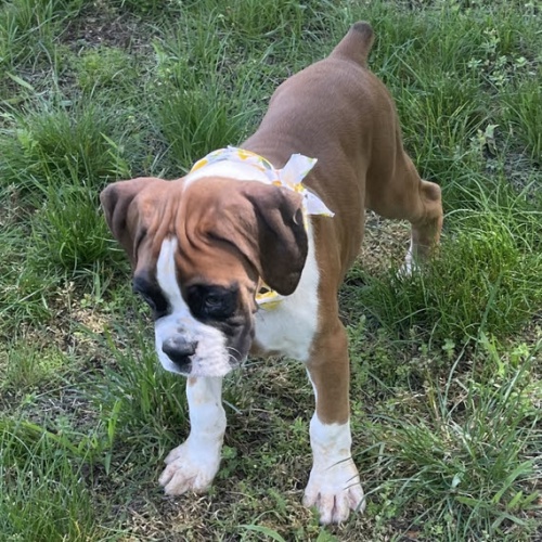 n�meck� boxer mu�sk� a �ensk� k adopci