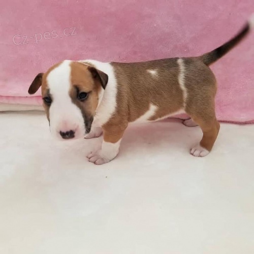 �t��ata anglick�ho bulteri�ra na prodej.