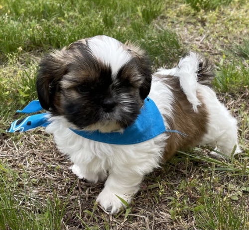 na prodej o�kovan� �t��ata SHIH TZU