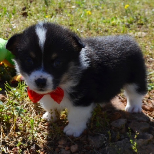 na prodej o�kovan� a od�erven� �t��ata Pembroke Welsh Corgi.