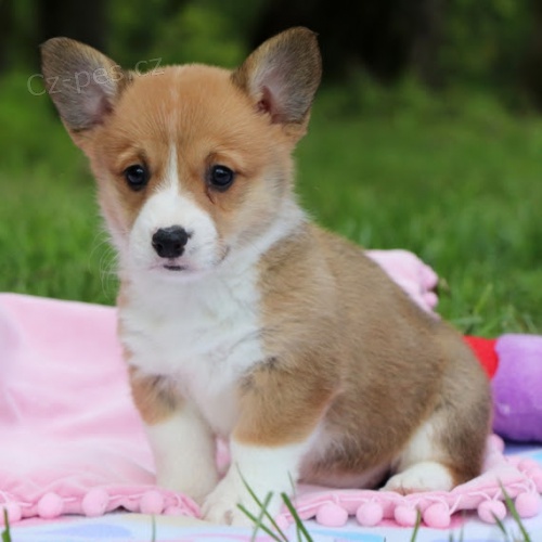 na prodej o�kovan� a od�erven� �t��ata Pembroke Welsh Corgi.