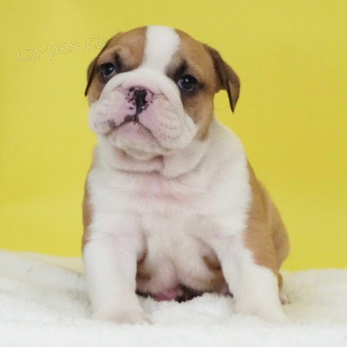 na prodej o�kovan� �t��ata anglick�ho buldoka