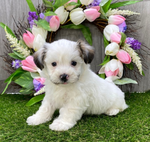 Havanese �t��ata bez PP na prodej.