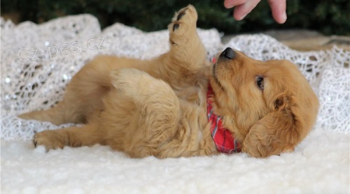 zlat� retr�vr �t��ata