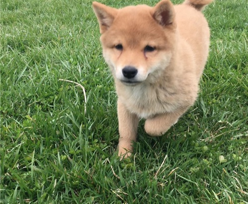 fantastick� �t��ata shiba inu