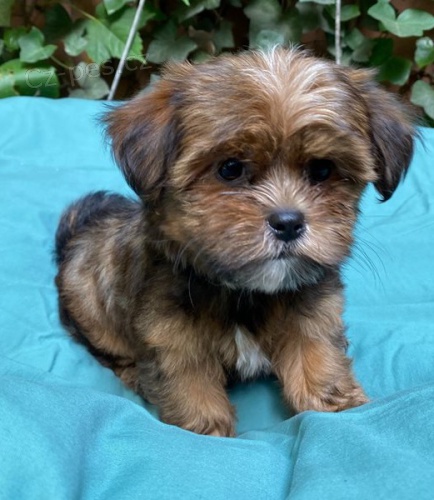 �t��ata shih tzu
