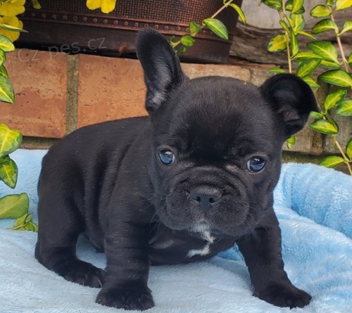 Vynikaj�c� �t��ata francouzsk�ho buldo�ka