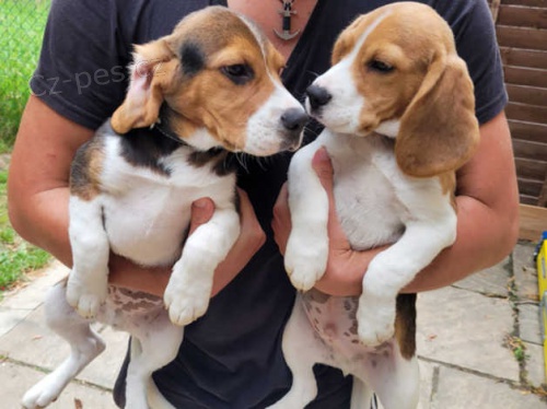�t��ata beagle