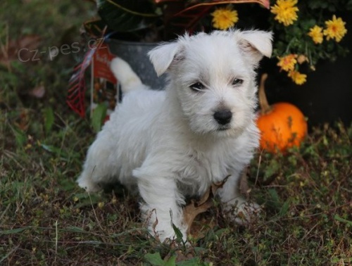 �t��ata West Highland White Terrier