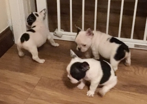 francouzsk� buldo�ek