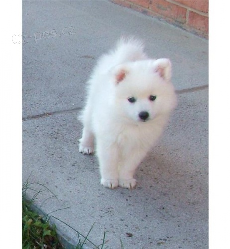 Rozko�n� �t��ata japonsk�ch �pic�