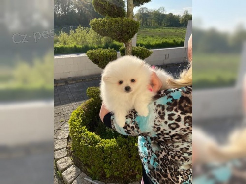 N�meck� �pic velk� B�l� - �t��ata s PP