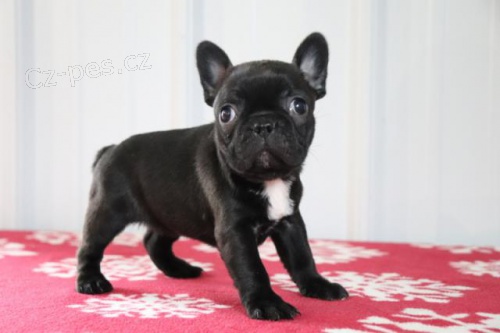 rozko�n� �t��ata francouzsk�ho buldo�ka pro nov� domov.