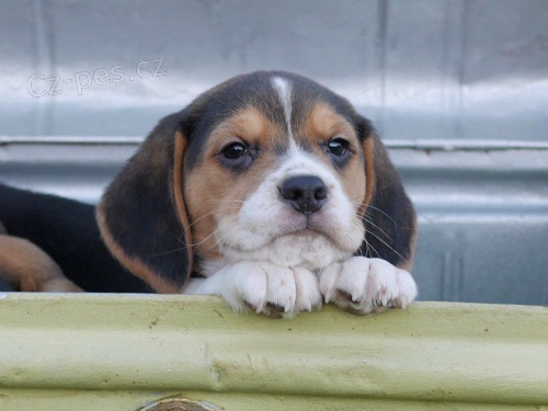 rozko�n� �t���tka beagle pro nov� domov.