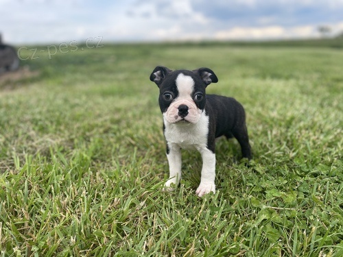 rozko�n� �t��ata boston teri�ra pro nov� domov.