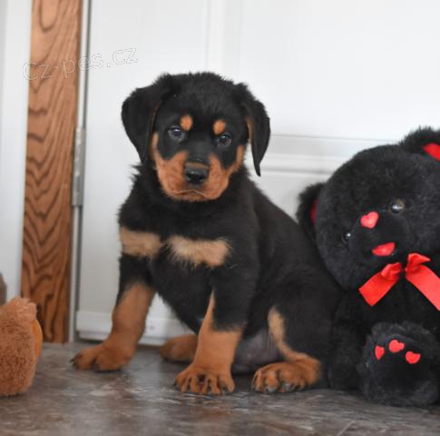 rozko�n� �t��ata rotvajler� pro nov� domov.