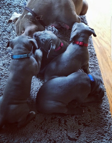 roztomil� �t���tka �ivavy pro nov� domov.