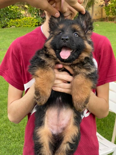 rozko�n� �t��ata n�meck�ho ov��ka pro nov� domov.