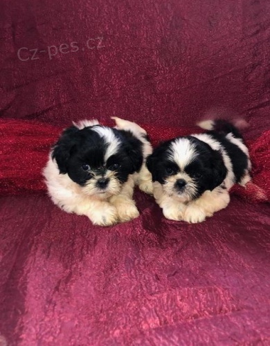 rozko�n� �t��ata Shih Tzu pro nov� domov.