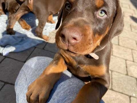 rozko�n� �t��ata dobermana pro nov� domov.