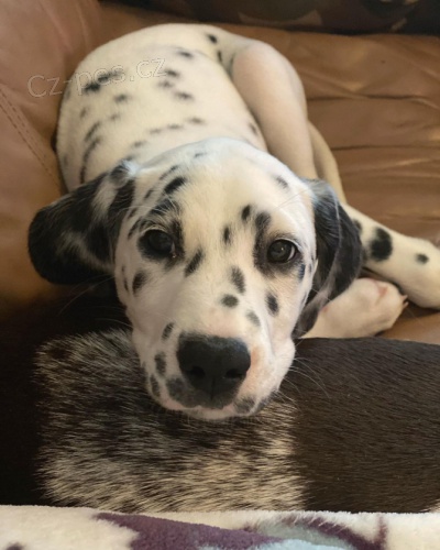 rozko�n� dalmatsk� �t���tka pro nov� domov.