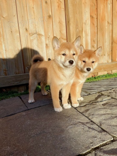 rozko�n� �t��ata Shiba Inu pro nov� domov.