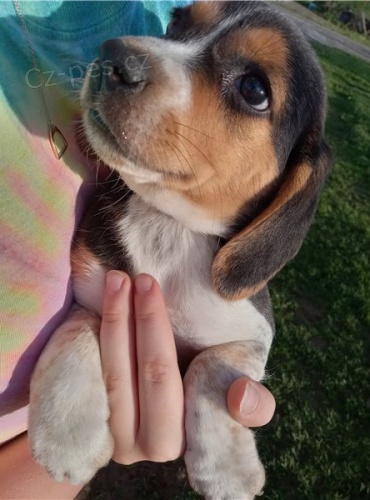 m�me zdrav� �t��ata b�gl�