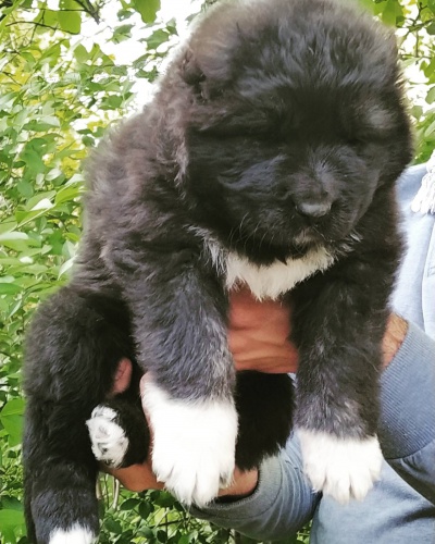 Kavkazsk� ov��k �t��ata