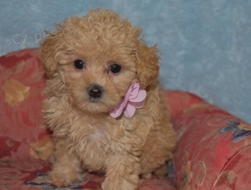 pudl� �t��ata