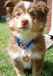 australsk� ov��k ..