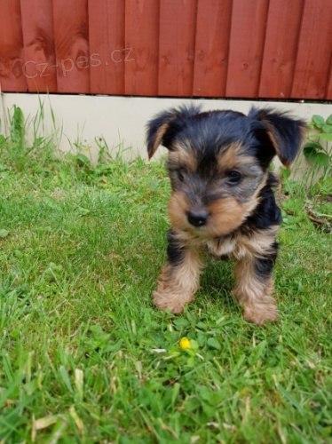 velkolep� �t��ata york��rsk�ho teri�ra na prodej.