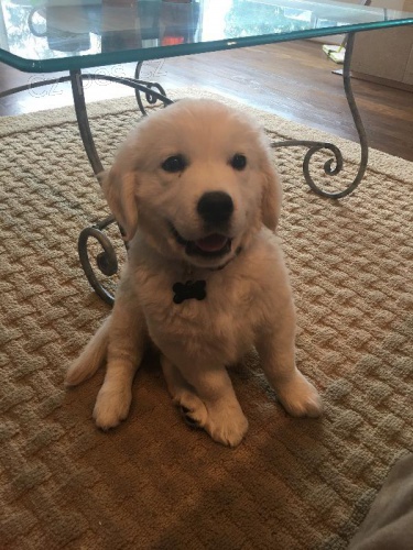 Zlat� retr�vr/ golden retriever bez PP