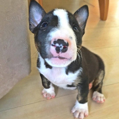 Bulteri�r, Anglick� bulteri�r